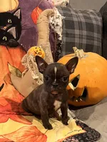 Snoop, a male French Bulldog for sale in Bybee, TN – Photo 4 of 4