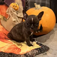 Snoop, a male French Bulldog for sale in Bybee, TN – Photo 1 of 4