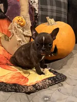 Snoop, a male French Bulldog for sale in Bybee, TN – Photo 1 of 4