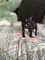 Pete, a male Frenchton for sale in Bybee, TN – Photo 3 of 4