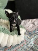 Pete, a male Frenchton for sale in Bybee, TN – Photo 2 of 4