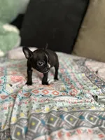 Pete, a male Frenchton for sale in Bybee, TN – Photo 1 of 4