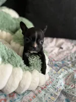 Pete, a male Frenchton for sale in Bybee, TN – Photo 4 of 4