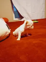 processed/e33be153-a6e8-4023-9636-b73f8fdc9c2d/listing/e0300e86-b7bd-4da2-8692-0e86d86ed9ad/f5932eaa-b473-4c0f-af06-45deaa567bbe