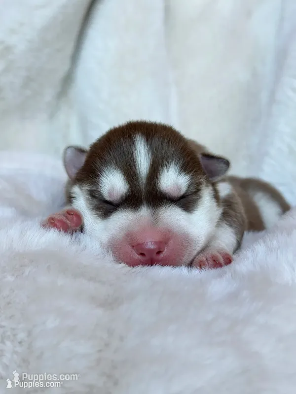 RUBY female #1 – Siberian Husky puppy for sale in Old Fort, NC