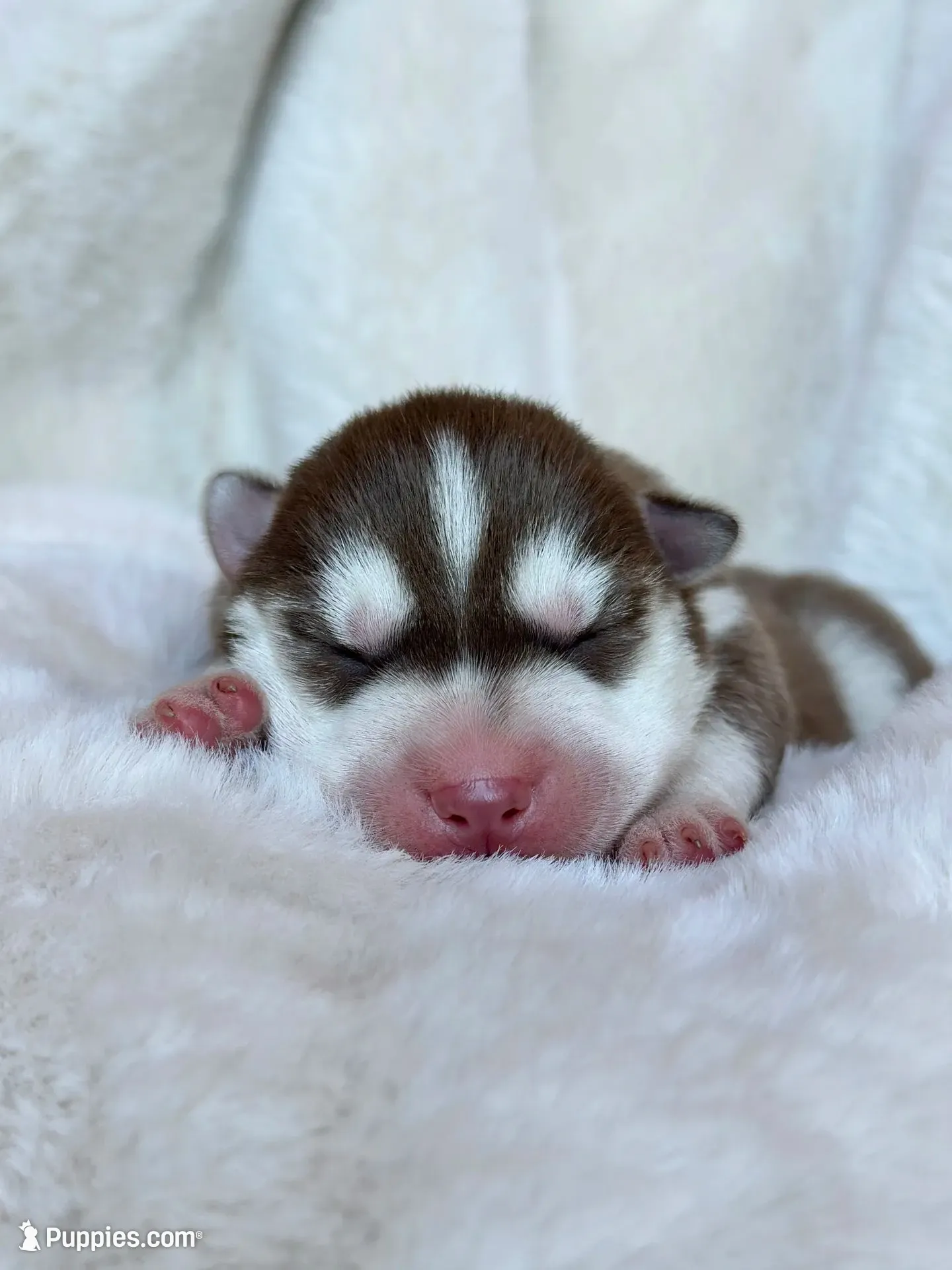 RUBY female #1, a female Siberian Husky for sale in Old Fort, NC – 1 of 10
