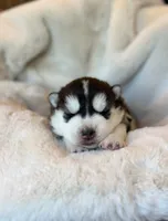 CHARLEE male #1, a male Siberian Husky for sale in Old Fort, NC – 2 of 10