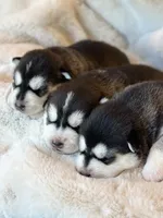 CHARLEE male #2, a male Siberian Husky for sale in Old Fort, NC – 9 of 10