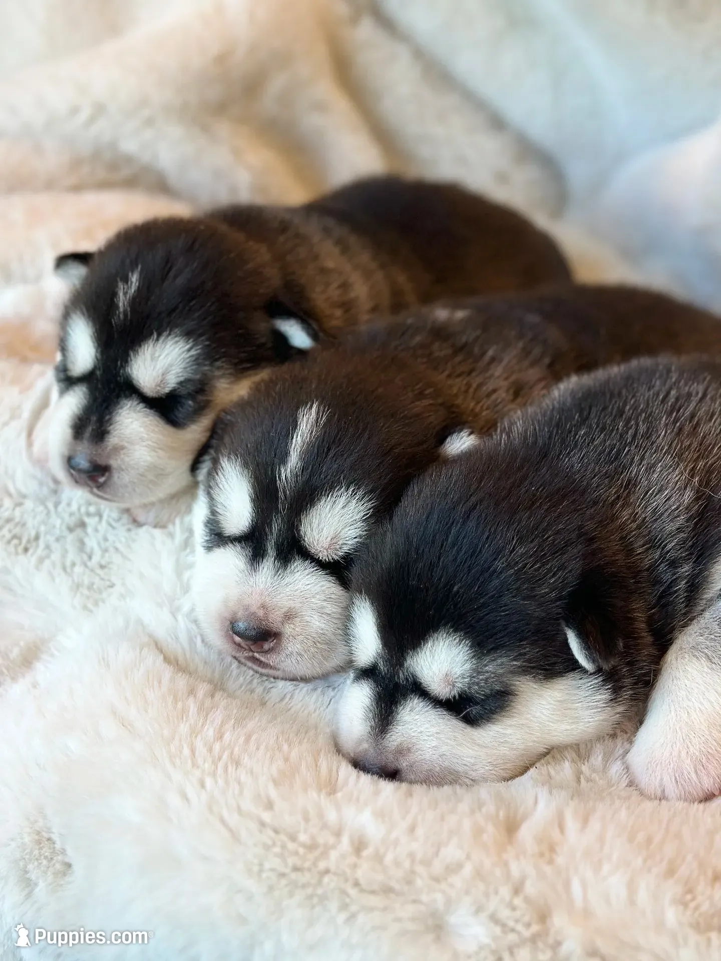 CHARLEE male #1, a male Siberian Husky for sale in Old Fort, NC – 9 of 10