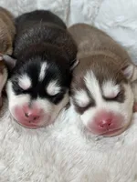 RUBY male #4, a male Siberian Husky for sale in Old Fort, NC – 7 of 10
