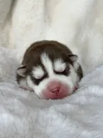 RUBY male #4, a male Siberian Husky for sale in Old Fort, NC – 1 of 10