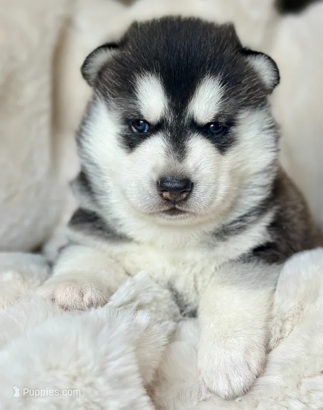 CHARLEE male #1 – Siberian Husky puppy for sale in Old Fort, NC