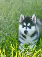 ANTLER CREEK SIBERIANS | male #2, a male Siberian Husky for sale in Old Fort, NC – 4 of 8