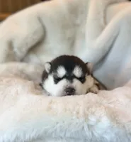 CHARLEE male #2, a male Siberian Husky for sale in Old Fort, NC – 2 of 10