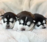 CHARLEE male #2, a male Siberian Husky for sale in Old Fort, NC – 6 of 10