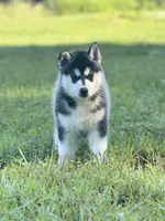 ANTLER CREEK SIBERIANS | male #2, a male Siberian Husky for sale in Old Fort, NC – 3 of 8