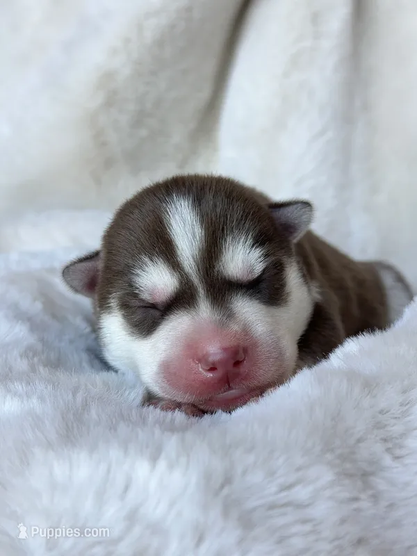 RUBY male #3 – Siberian Husky puppy for sale in Old Fort, NC