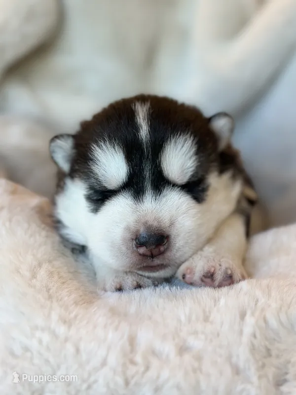 CHARLEE male #1 – Siberian Husky puppy for sale in Old Fort, NC