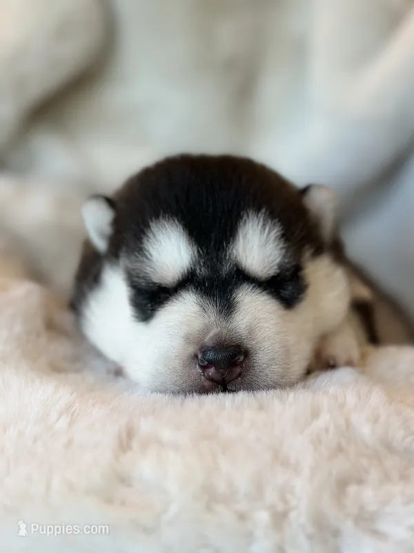 CHARLEE male #2 – Siberian Husky puppy for sale in Old Fort, NC
