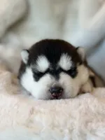 CHARLEE male #2, a male Siberian Husky for sale in Old Fort, NC – 1 of 10