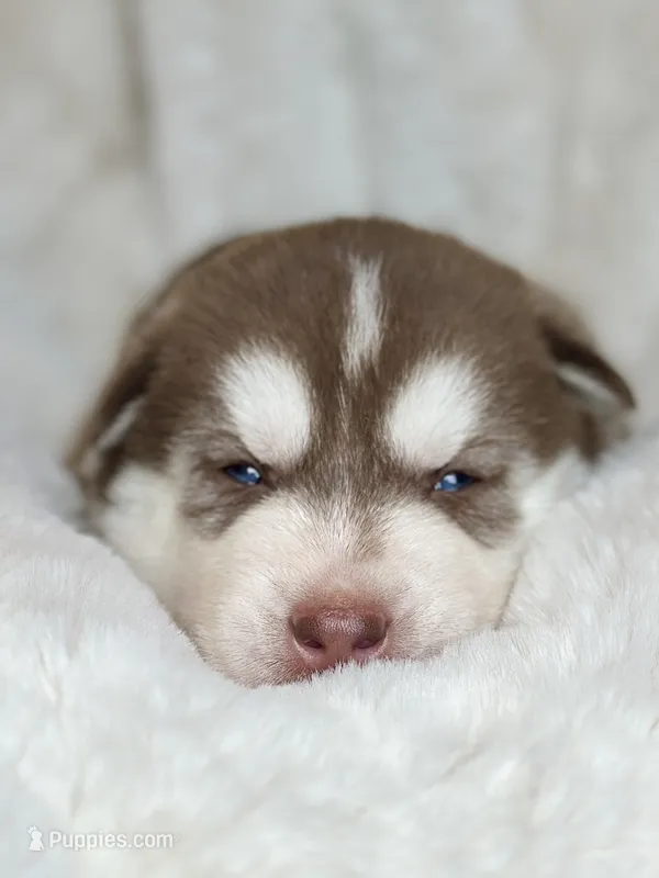 RUBY female #1 – Siberian Husky puppy for sale in Old Fort, NC