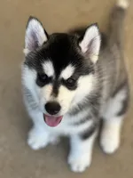 ANTLER CREEK SIBERIANS | male #2, a male Siberian Husky for sale in Old Fort, NC – 7 of 8