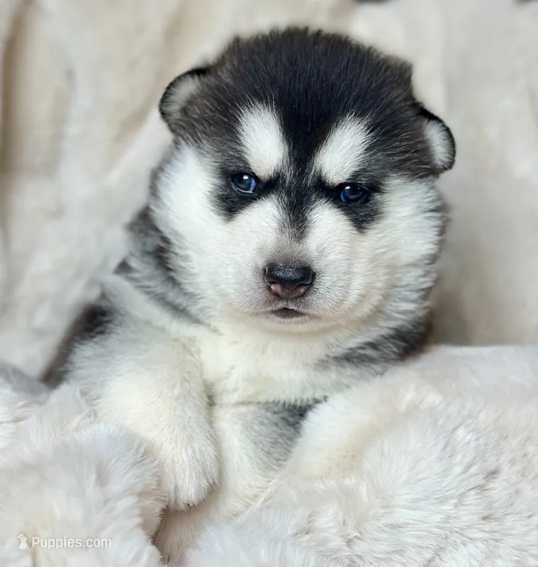 CHARLEE male #2 – Siberian Husky puppy for sale in Old Fort, NC