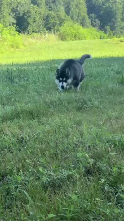 ANTLER CREEK SIBERIANS | male #2, a male Siberian Husky for sale in Old Fort, NC – 8 of 8