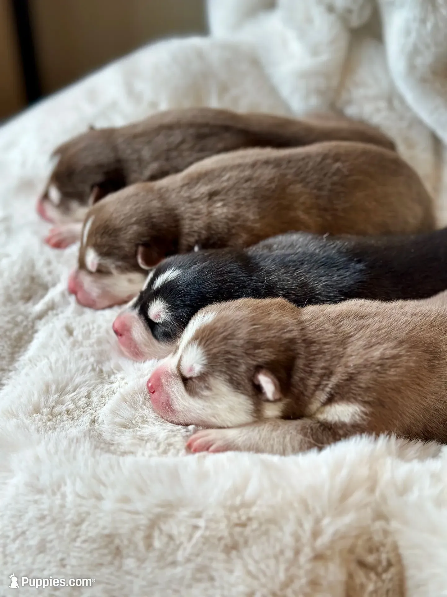 RUBY female #1, a female Siberian Husky for sale in Old Fort, NC – 9 of 10