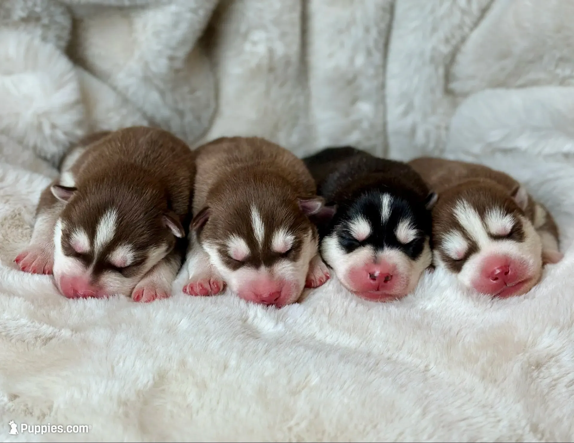 RUBY female #1, a female Siberian Husky for sale in Old Fort, NC – 8 of 10