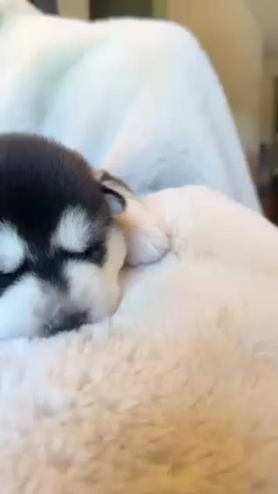 CHARLEE male #2, a male Siberian Husky for sale in Old Fort, NC – 10 of 10