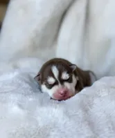 RUBY male #3, a male Siberian Husky for sale in Old Fort, NC – 2 of 10