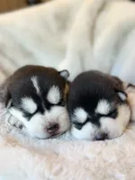 CHARLEE male #1, a male Siberian Husky for sale in Old Fort, NC – 8 of 10