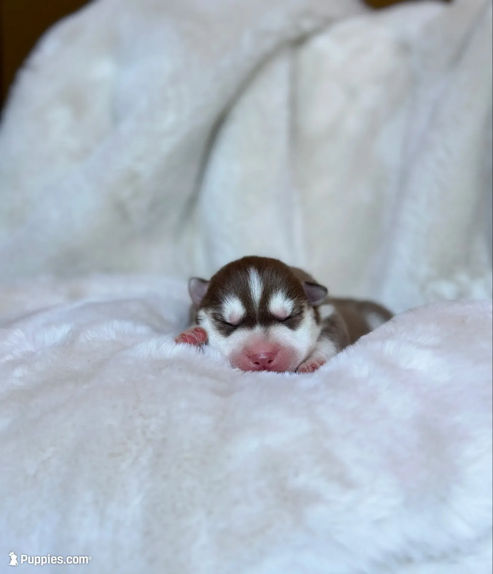 RUBY female #1, a female Siberian Husky for sale in Old Fort, NC – 2 of 10