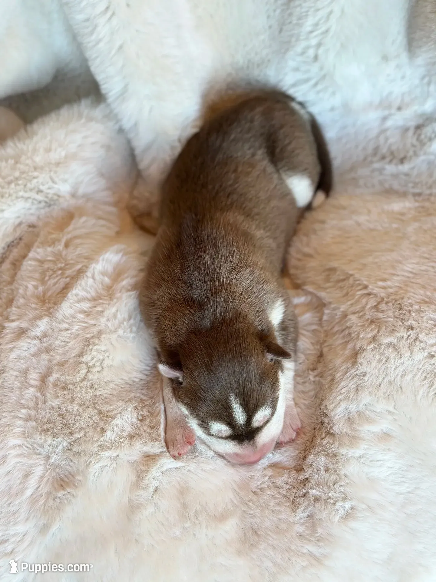 RUBY female #1, a female Siberian Husky for sale in Old Fort, NC – 3 of 10