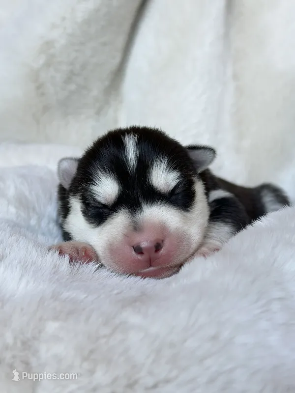 RUBY female #2 – Siberian Husky puppy for sale in Old Fort, NC