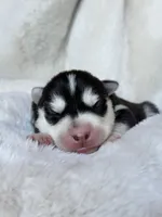 RUBY female #2, a female Siberian Husky for sale in Old Fort, NC – 1 of 10