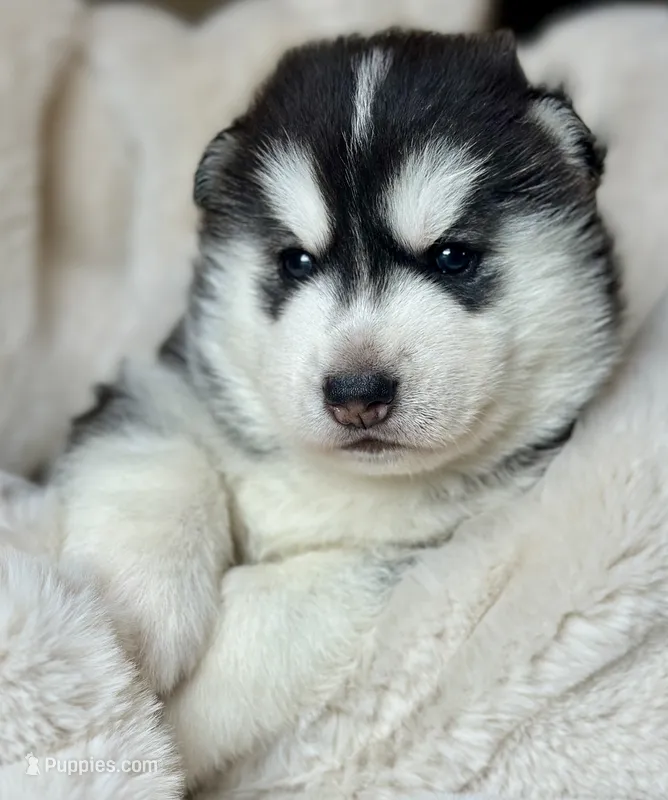 CHARLEE male #2 – Siberian Husky puppy for sale in Old Fort, NC