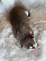 RUBY male #3, a male Siberian Husky for sale in Old Fort, NC – 3 of 10