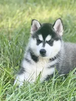 ANTLER CREEK SIBERIANS | male #2, a male Siberian Husky for sale in Old Fort, NC – 6 of 8