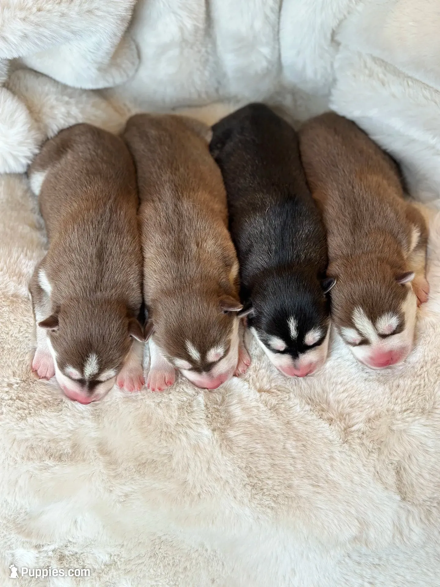 RUBY female #1, a female Siberian Husky for sale in Old Fort, NC – 6 of 10