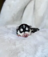 RUBY female #2, a female Siberian Husky for sale in Old Fort, NC – 2 of 10