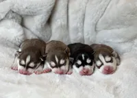 RUBY female #2, a female Siberian Husky for sale in Old Fort, NC – 8 of 10