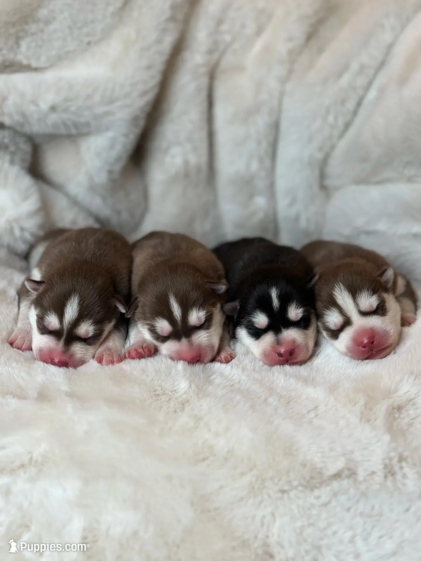 RUBY female #1, a female Siberian Husky for sale in Old Fort, NC – 5 of 10