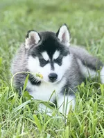 ANTLER CREEK SIBERIANS | male #2, a male Siberian Husky for sale in Old Fort, NC – 2 of 8