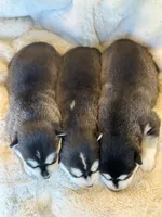 CHARLEE male #1, a male Siberian Husky for sale in Old Fort, NC – 5 of 10