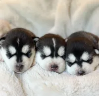 CHARLEE male #1, a male Siberian Husky for sale in Old Fort, NC – 7 of 10