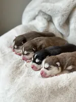 RUBY female #2, a female Siberian Husky for sale in Old Fort, NC – 4 of 10