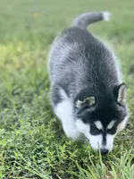 ANTLER CREEK SIBERIANS | male #2, a male Siberian Husky for sale in Old Fort, NC – 5 of 8