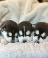CHARLEE male #1, a male Siberian Husky for sale in Old Fort, NC – 4 of 10